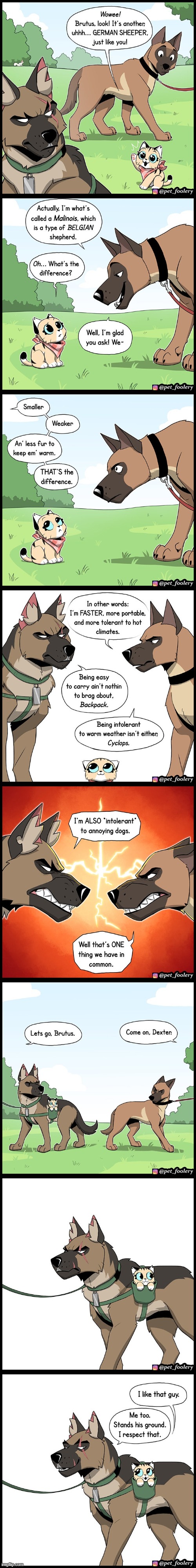 The debut of Dexter! | image tagged in cat,dog,dogs,fight,fighting,comparison | made w/ Imgflip meme maker