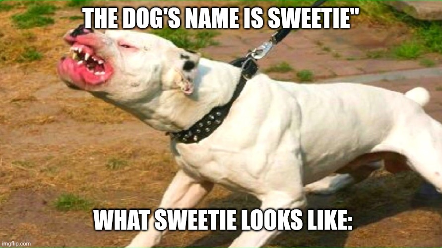 pit bull | The dog's name is Sweetie"; What sweetie looks like: | image tagged in pit bull,remix | made w/ Imgflip meme maker