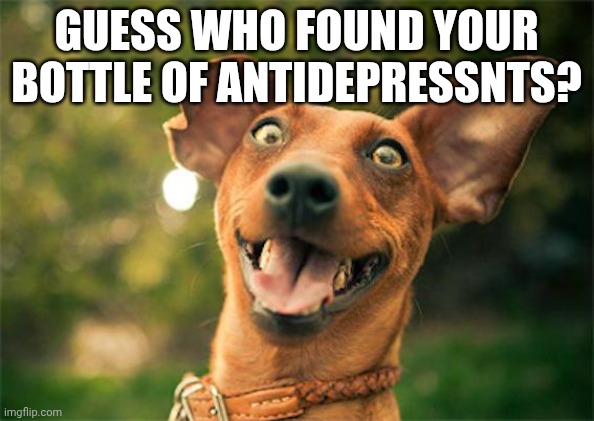 Happy dog | Guess who found your bottle of antidepressants | image tagged in happy dog | made w/ Imgflip meme maker