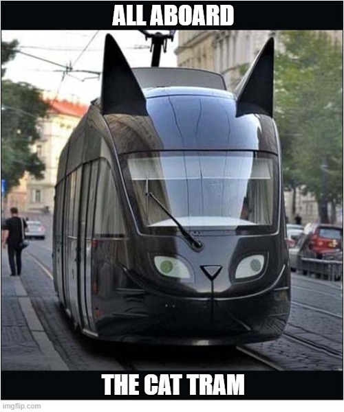 Where Is This ? | all aboard; the cat tram | image tagged in cats,tram | made w/ Imgflip meme maker