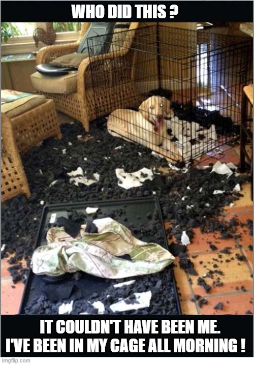 Dog Claims He's Innocent ! | Who Did This ? It couldn't have been me.
I've been in my cage all morning ! | image tagged in dogs,innocent,destruction | made w/ Imgflip meme maker