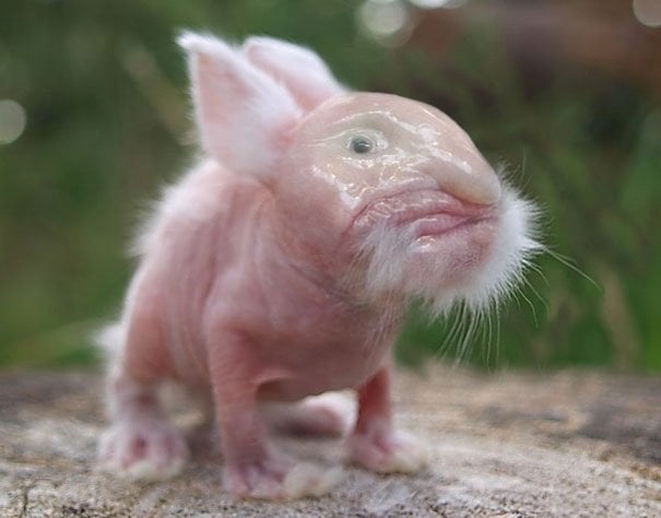 Deep sea bunny Blank Meme Template