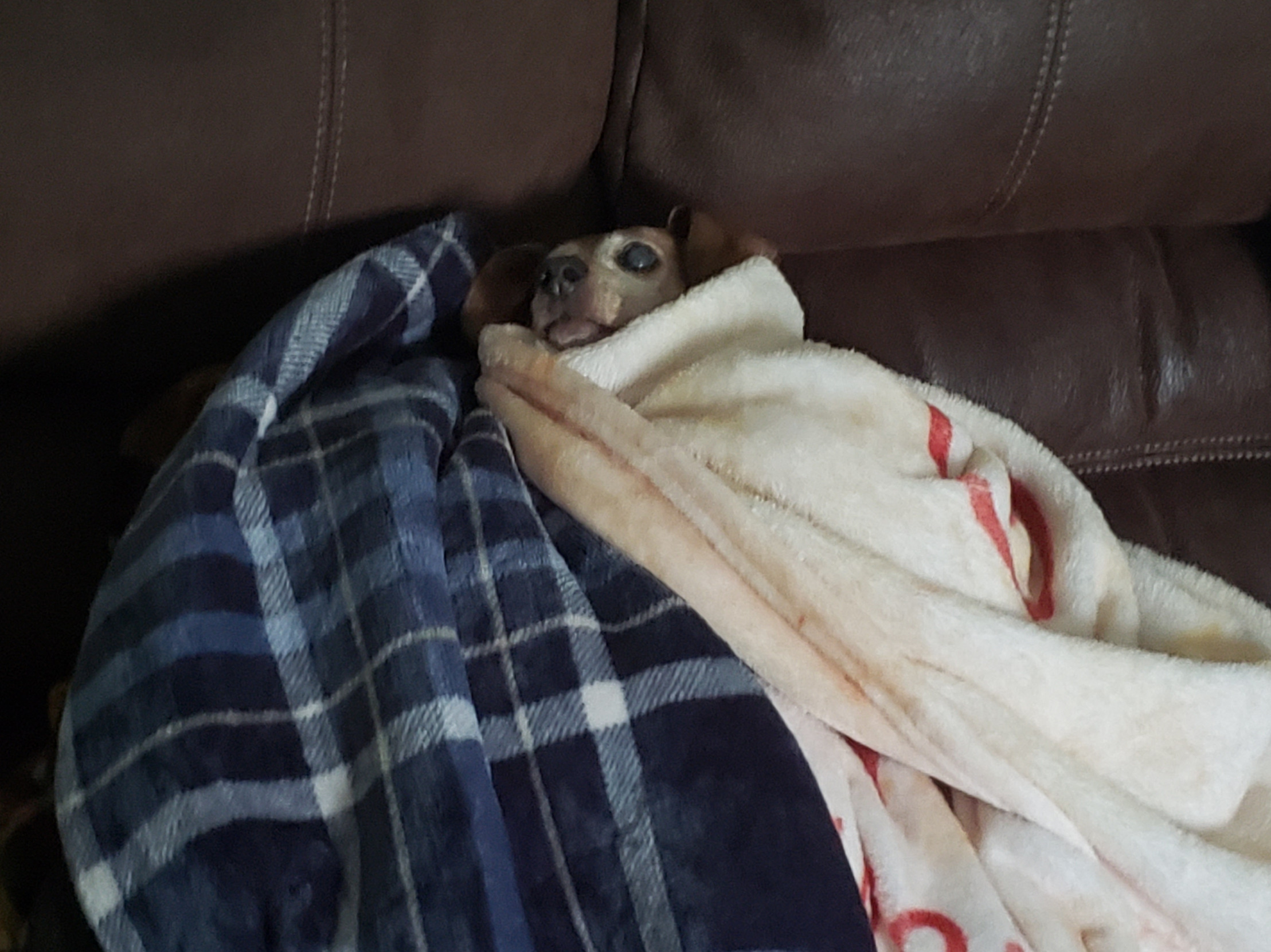 Couch dog Blank Meme Template