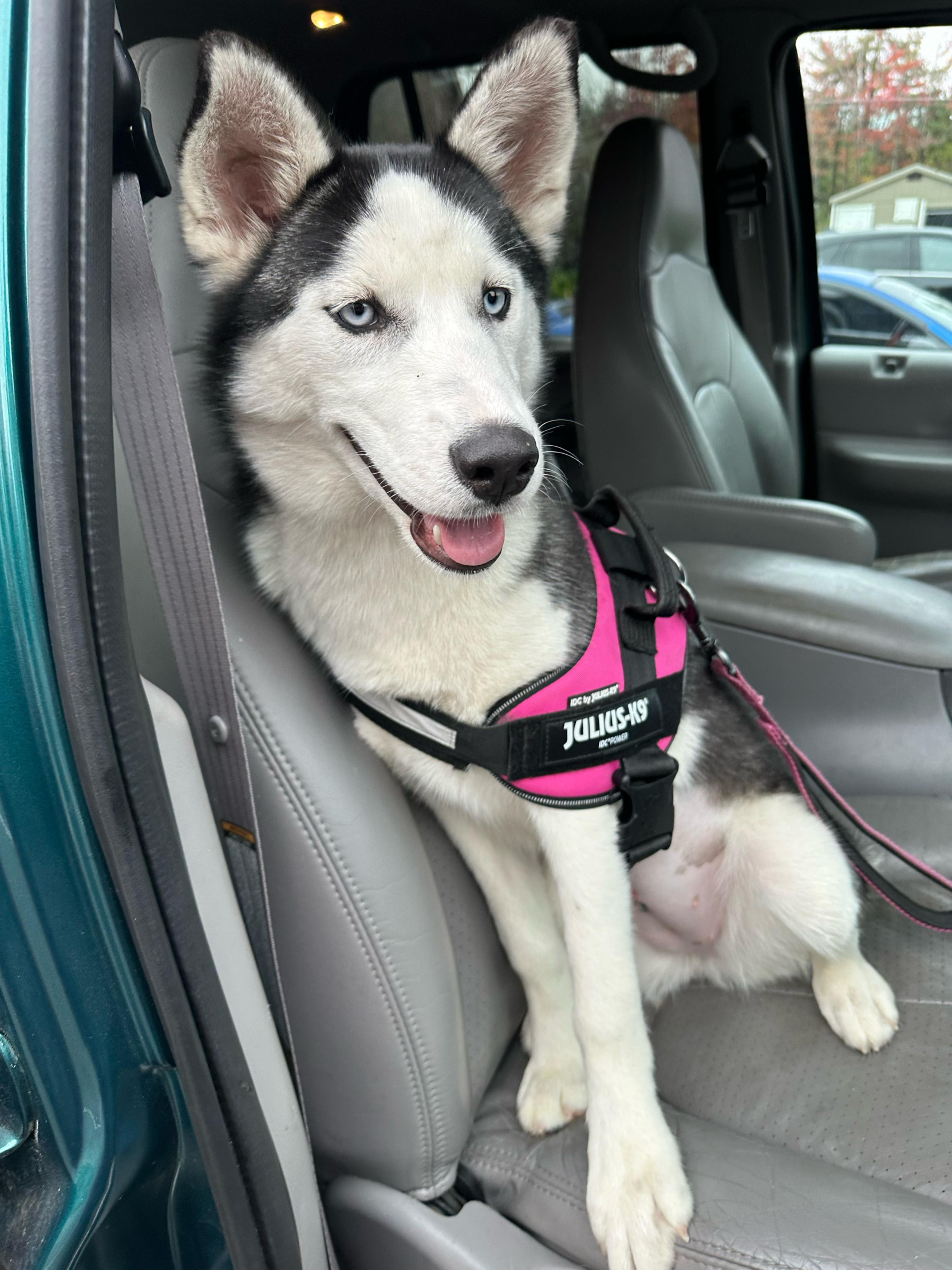 Young Siberian Husky Blank Meme Template