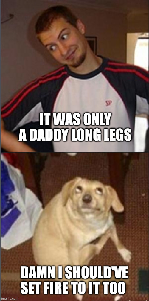 Oh you man + dog | It was only a Daddy long legs Damn I should've set fire to it too | image tagged in oh you man dog | made w/ Imgflip meme maker
