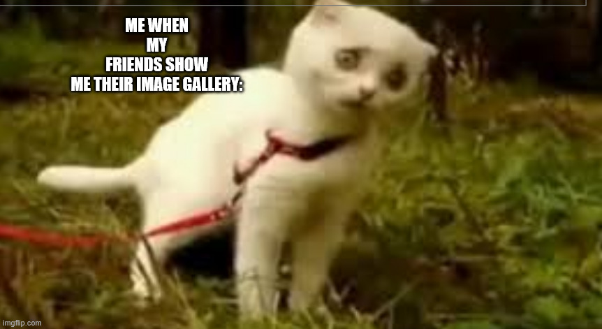 Amean why does he screenshot spongebob's feet | Me when my friends show me their image gallery: | image tagged in funny,cats,cat,shocked,memes,funny memes | made w/ Imgflip meme maker