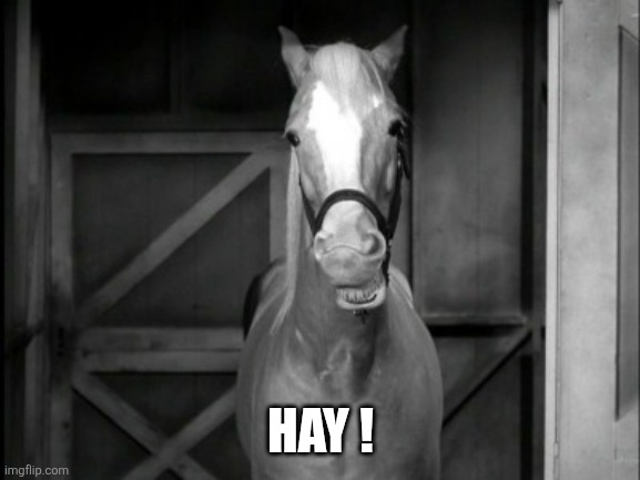 Mr. Ed | Hay ! | image tagged in mr ed | made w/ Imgflip meme maker