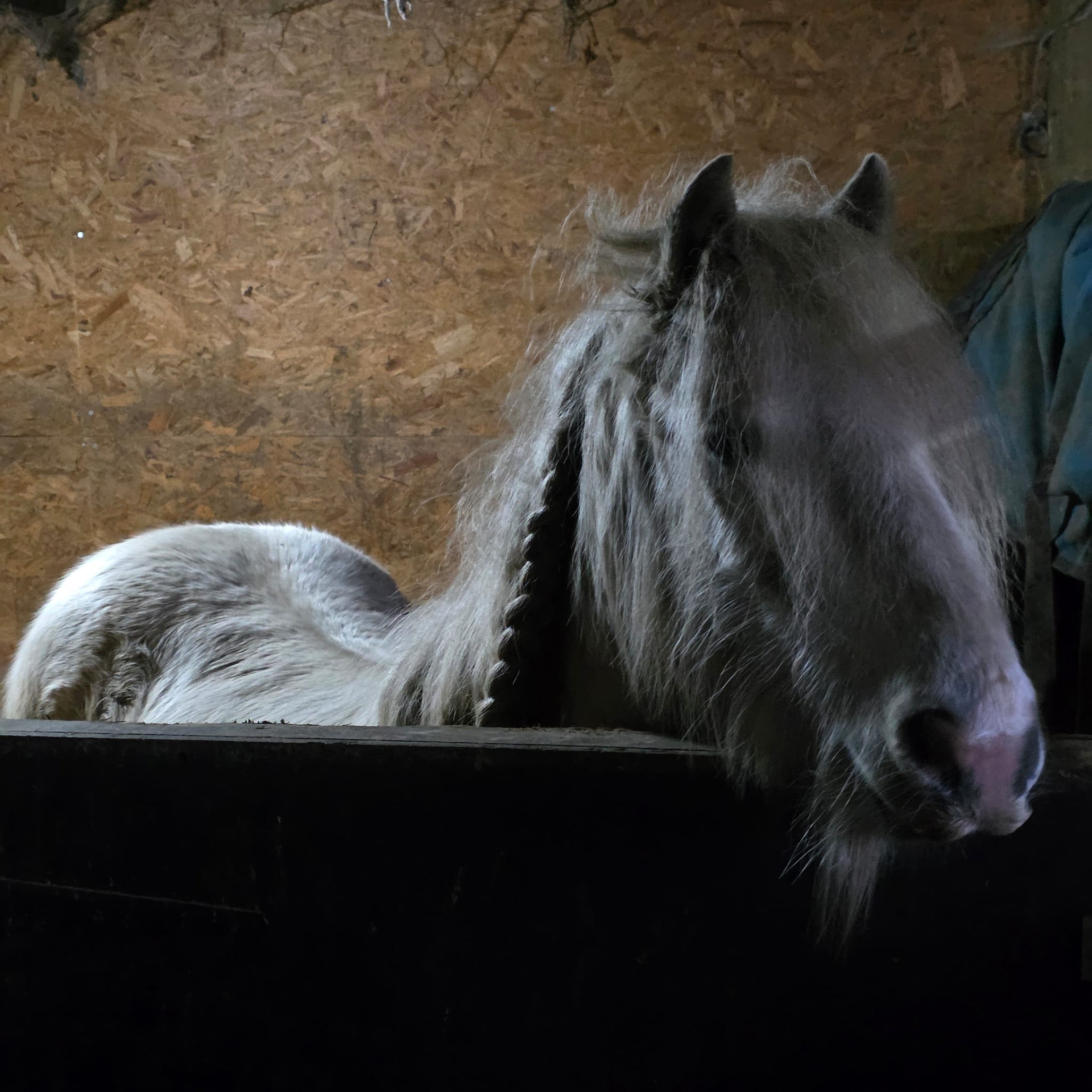 my pony is very cool Blank Meme Template