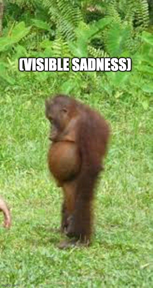 Sad monkey | (visible sadness) | image tagged in sad monkey | made w/ Imgflip meme maker