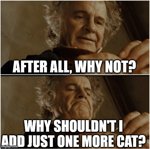 Bilbo - Why shouldn’t I keep it? | After all, why not? Why shouldn't I add just one more cat? | image tagged in bilbo - why shouldn t i keep it | made w/ Imgflip meme maker