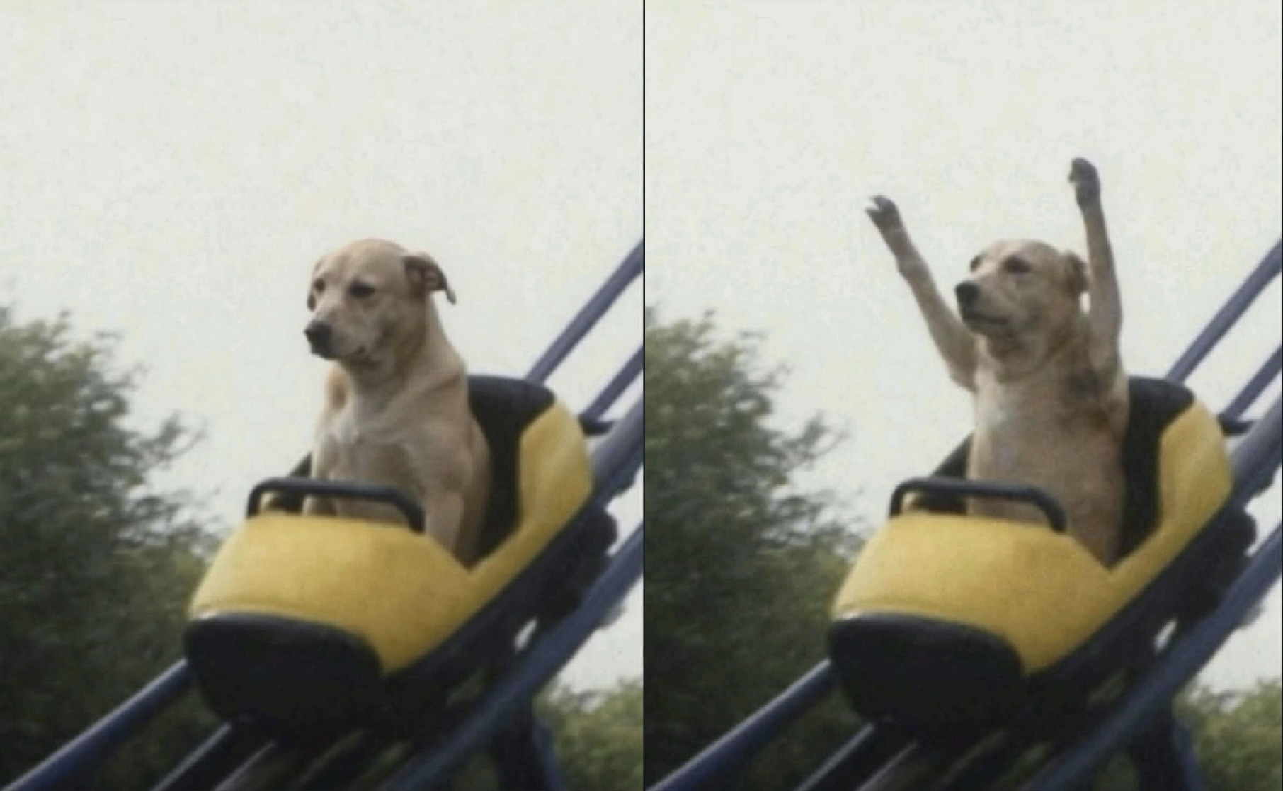rollercoaster dog Blank Meme Template