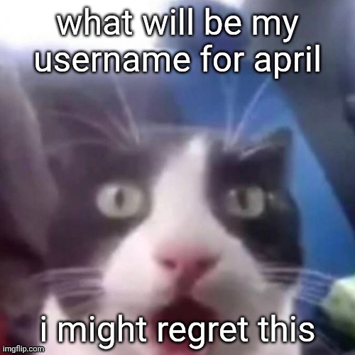 cat shocked | what will be my username for april; i might regret this | image tagged in cat shocked | made w/ Imgflip meme maker