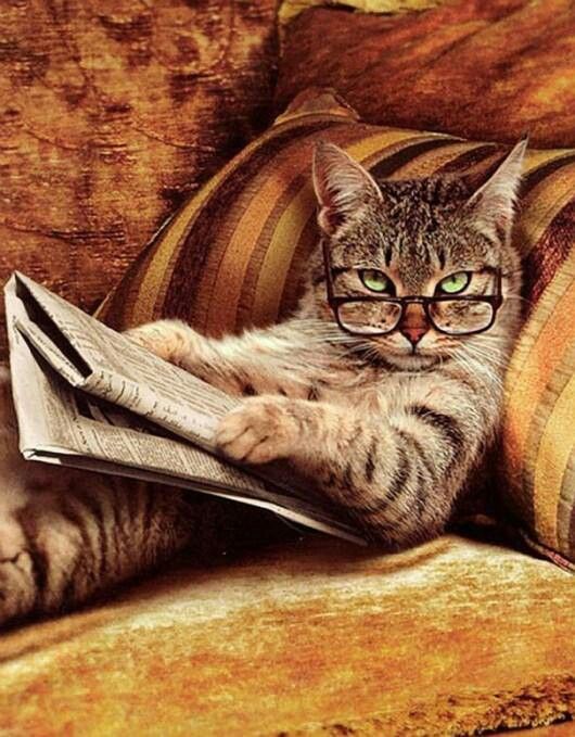 Cat reading paper Blank Meme Template