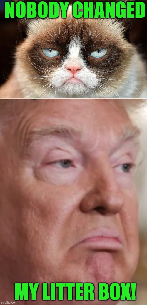 Nobody changed; My litter box! | image tagged in memes,grumpy cat not amused | made w/ Imgflip meme maker