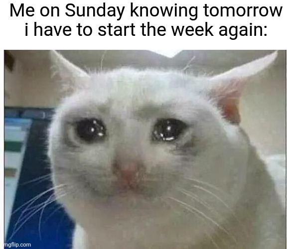 SUNDAY COMEBACK! | Me on Sunday knowing tomorrow i have to start the week again: | image tagged in crying cat | made w/ Imgflip meme maker