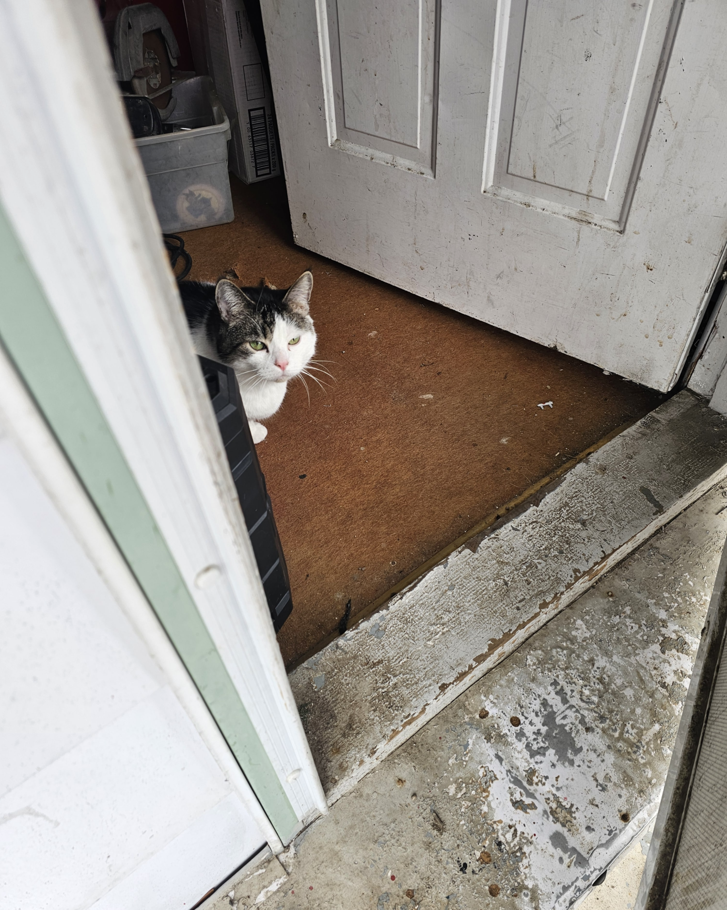 Queen Paris Blank Meme Template