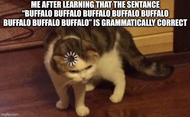 look it up if your confused | me after learning that the sentance “Buffalo buffalo Buffalo buffalo buffalo buffalo Buffalo buffalo” is grammatically correct | image tagged in dumb cat brain loading,funny,memes,confused,what,buffalo | made w/ Imgflip meme maker