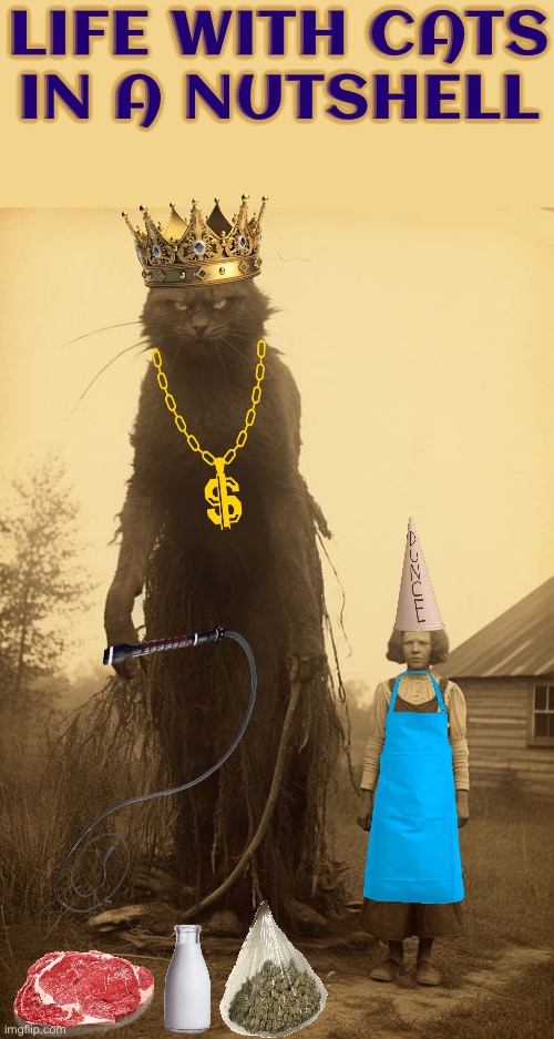 This Looks Accurate | Life with cats in a nutshell | image tagged in cats,funny cats,in a nutshell,owned,evil overlord rules,the boss | made w/ Imgflip meme maker