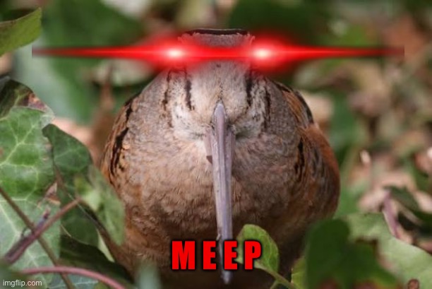 MEEP | M E E P | image tagged in meep,american woodcock | made w/ Imgflip meme maker