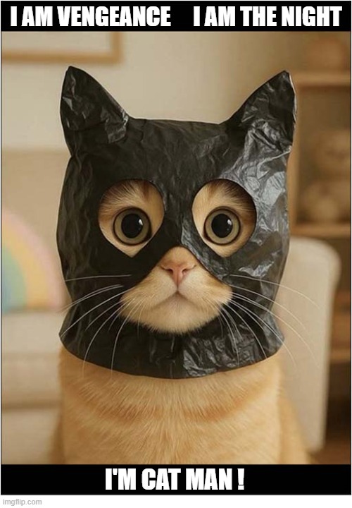 I Wonder Where Robin Went ? | i am vengeance     i am the night; i'm cat man ! | image tagged in cats,batman,robin | made w/ Imgflip meme maker