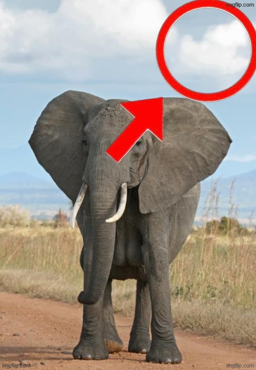 Elephant in the room | image tagged in elephant in the room | made w/ Imgflip meme maker