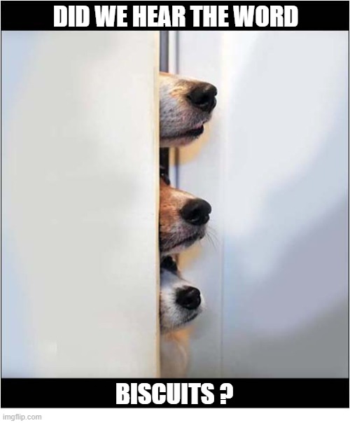 There Is No Hiding Place ! | did we hear the word; biscuits ? | image tagged in dogs,hiding,biscuits | made w/ Imgflip meme maker