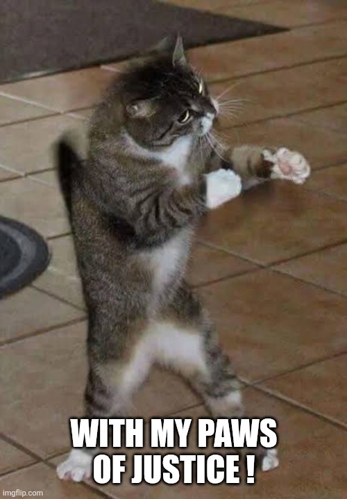 Boxing cat | With my paws of justice ! | image tagged in boxing cat | made w/ Imgflip meme maker