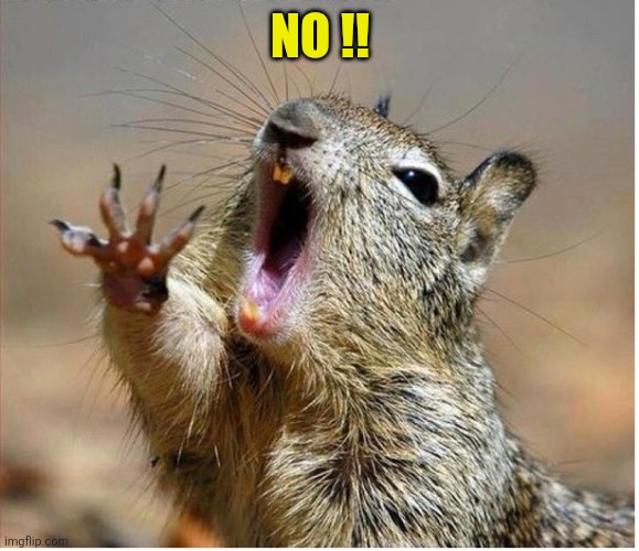 Squirrel Screaming | No !! | image tagged in squirrel screaming | made w/ Imgflip meme maker