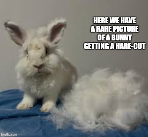 Here's a rare picture of a rabbit getting a hare-cut. | Here we have a rare picture of a bunny getting a hare-cut | image tagged in funny,humor,rabbit,bunny,easter,haircut | made w/ Imgflip meme maker