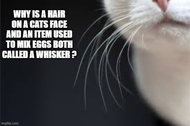 Why is a hair on a cats face and a egg beater both called "whiskers"? | why is a hair on a cats face and an item used to mix eggs both called a whisker ? | image tagged in cat,kittens,funny,humor,funny meme,play on words | made w/ Imgflip meme maker