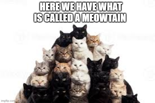 Here is a picture of cats that we call a meow-tain.   --  funny  -- | here we have what is called a meowtain | image tagged in cat,kittens,funny,humor,play on words,funny cat meme | made w/ Imgflip meme maker