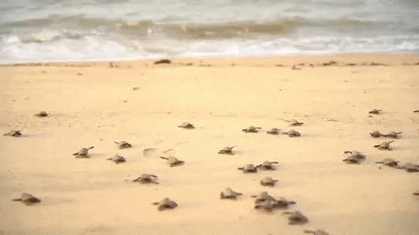 Baby Turtles Run to Ocean Blank Meme Template