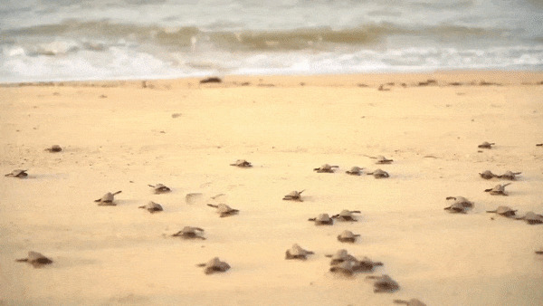 Baby Turtles Run to Ocean Blank Meme Template