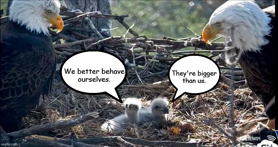 Bald Eagle Meme | They're bigger
than us. We better behave
ourselves. | image tagged in eagle,eaglets,nest,birds,bird,tree | made w/ Imgflip meme maker