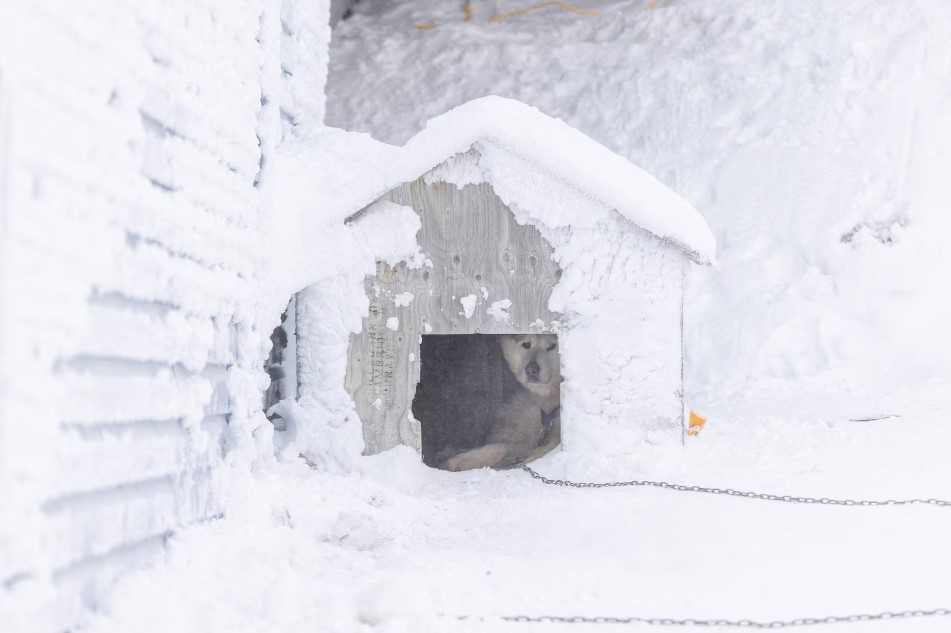 cold dog Blank Meme Template