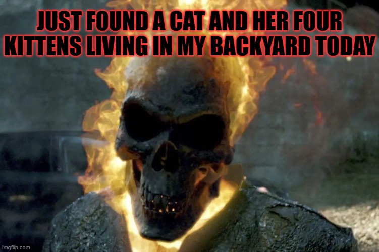 The Ghost Rider template | just found a cat and her four kittens living in my backyard today | image tagged in the ghost rider template | made w/ Imgflip meme maker