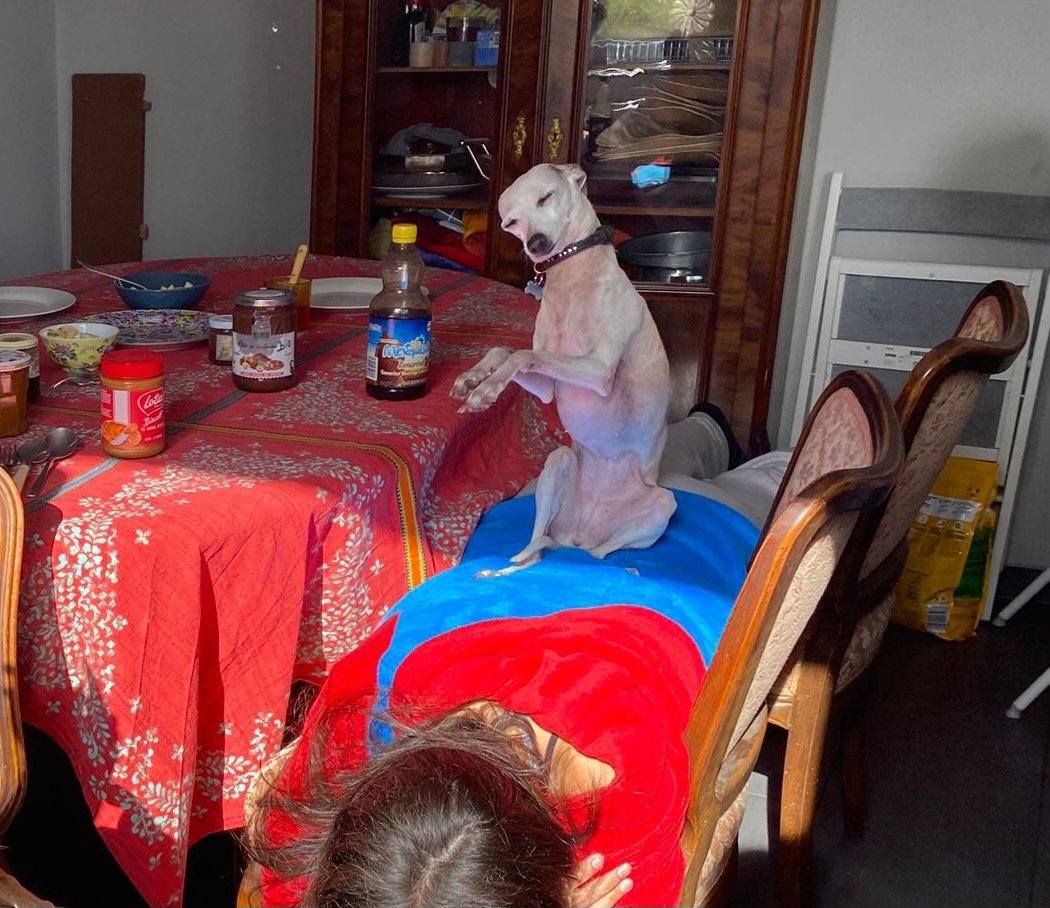 Dancing dog Blank Meme Template