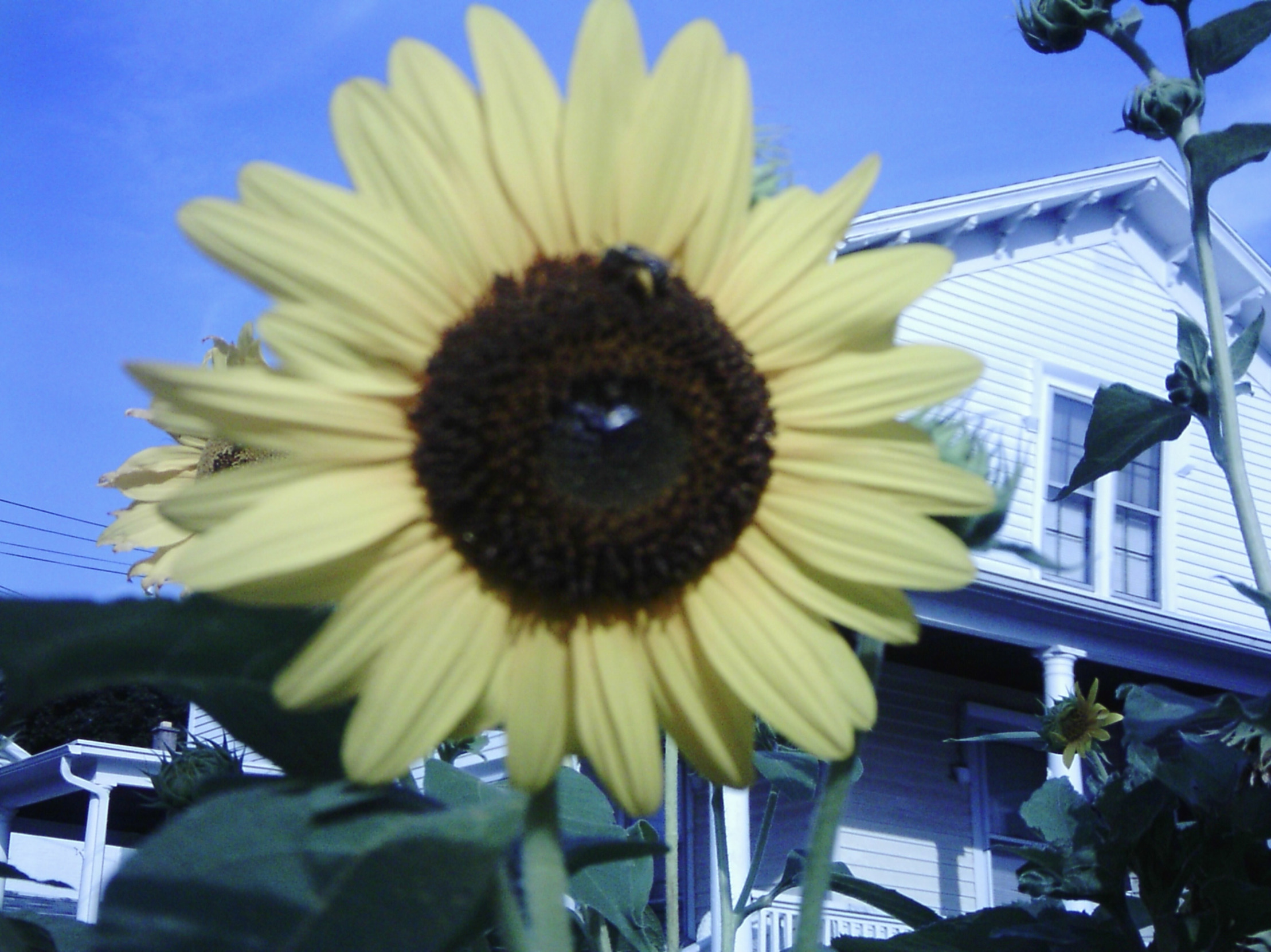 Sunflower Sky Mirror Image Mode Blank Meme Template