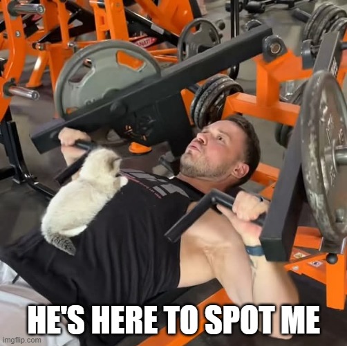 Cat Trainer | He's here to spot me | image tagged in cats | made w/ Imgflip meme maker