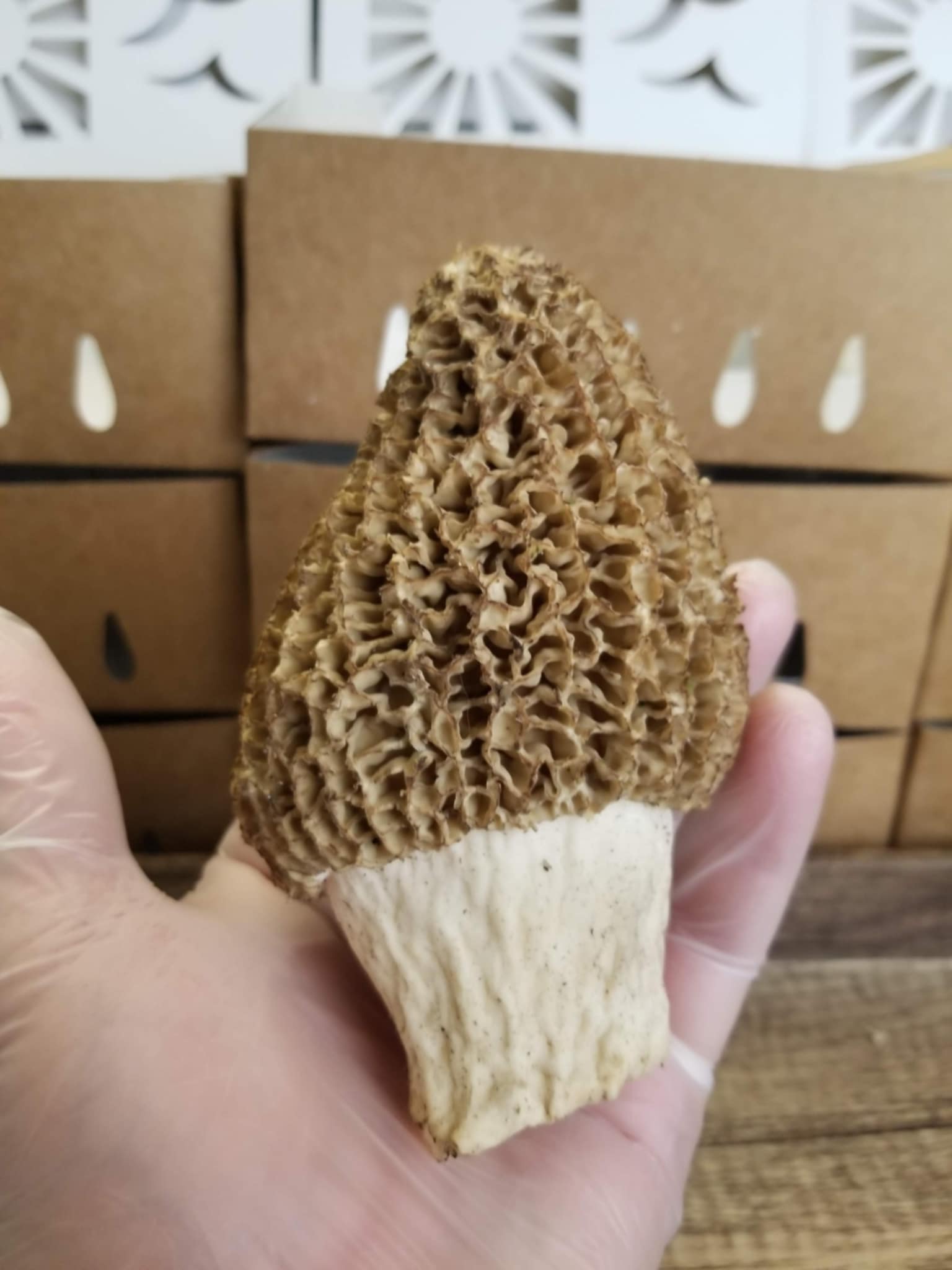 brace yourself...morels are coming Blank Meme Template