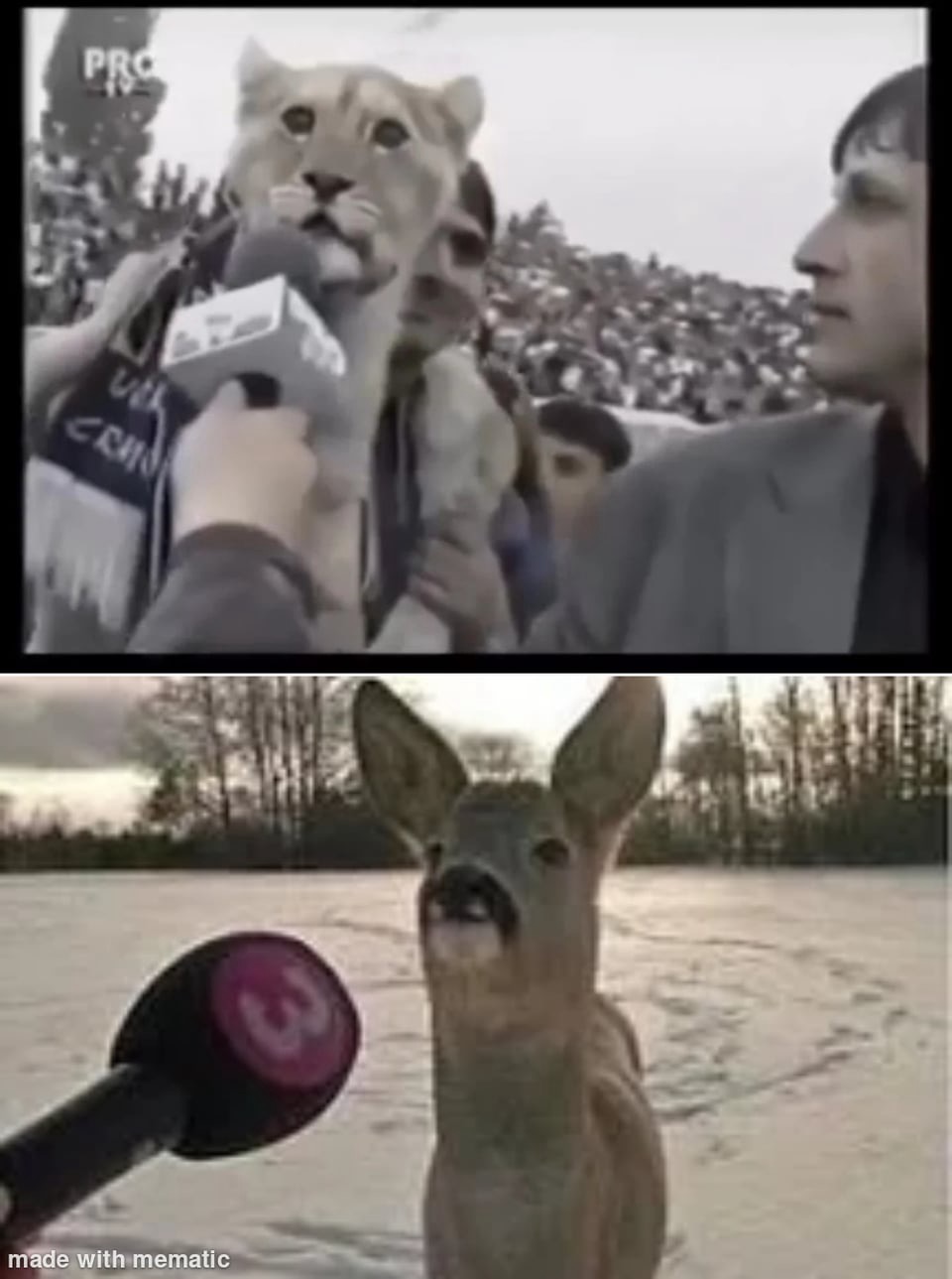 Deer interview Blank Meme Template