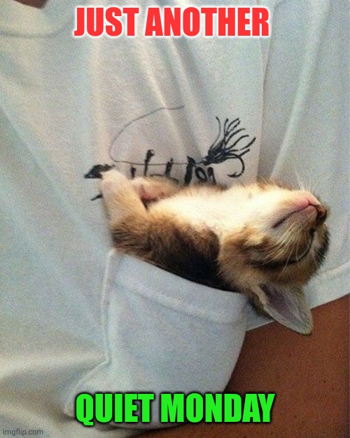 Quiet Monday | Just another; Quiet Monday | image tagged in cute sleeping kitten,funny memes | made w/ Imgflip meme maker