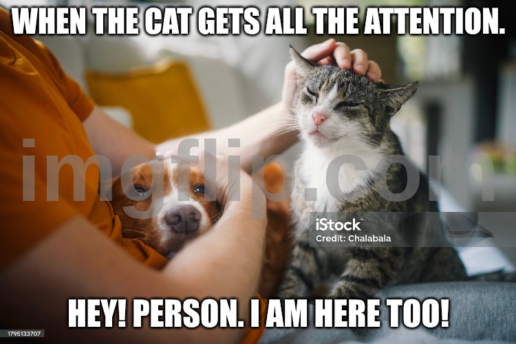 Cats and dogs | When the cat gets all the attention. HEY! Person. I am here too! | image tagged in cats,dogs,dogs being anoyed,grumpy dog | made w/ Imgflip meme maker