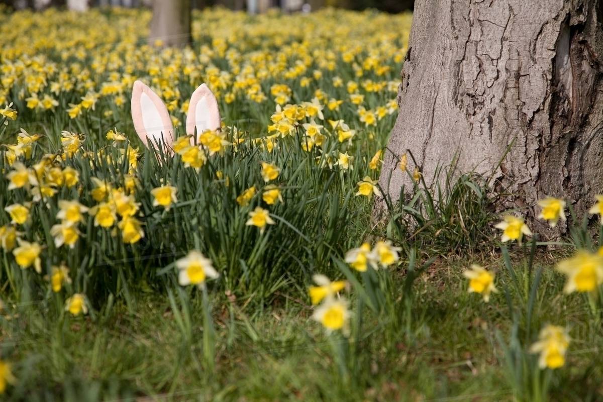 Hidden easter bunny Blank Meme Template