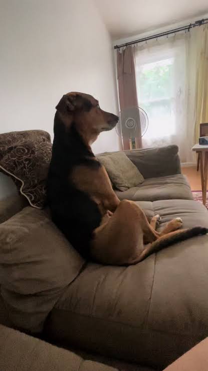 All the y Blank Meme Template