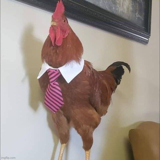 One of my chickens almost ran away and I had to help my dad literally tackle and grab her to bring her back (image unrelated) | made w/ Imgflip meme maker