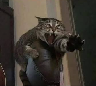 Crying reaching cat Blank Meme Template