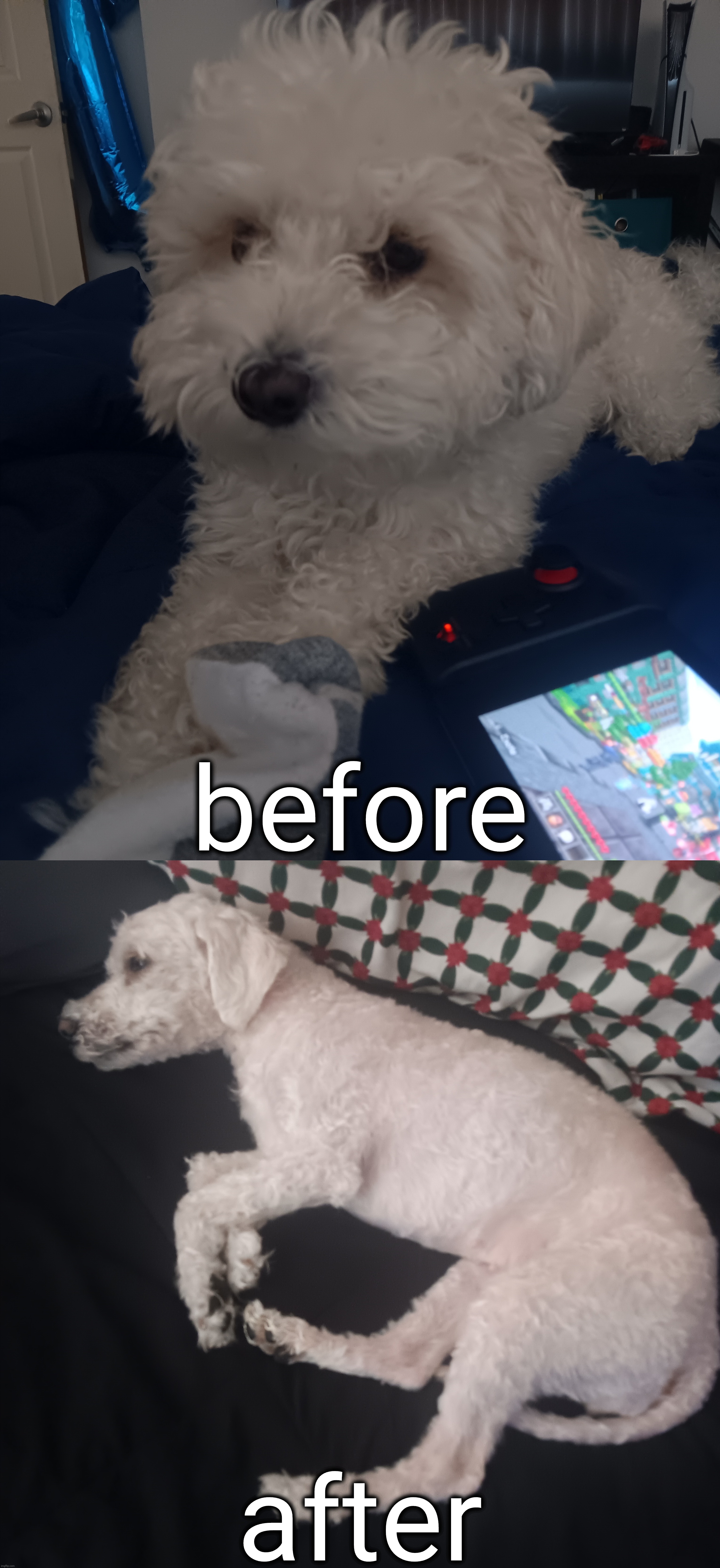 my dog got a haircut | before; after | made w/ Imgflip meme maker