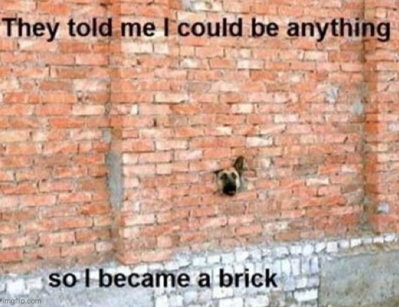 A Dog Becoming Anything | image tagged in dogs,funny dogs,they said i could be anything,another brick in the wall,cute dog,dafuq | made w/ Imgflip meme maker