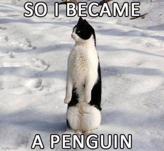 Penguin Cat | image tagged in cats,funny cats,penguin,they said i could be anything,cute cat,funny | made w/ Imgflip meme maker